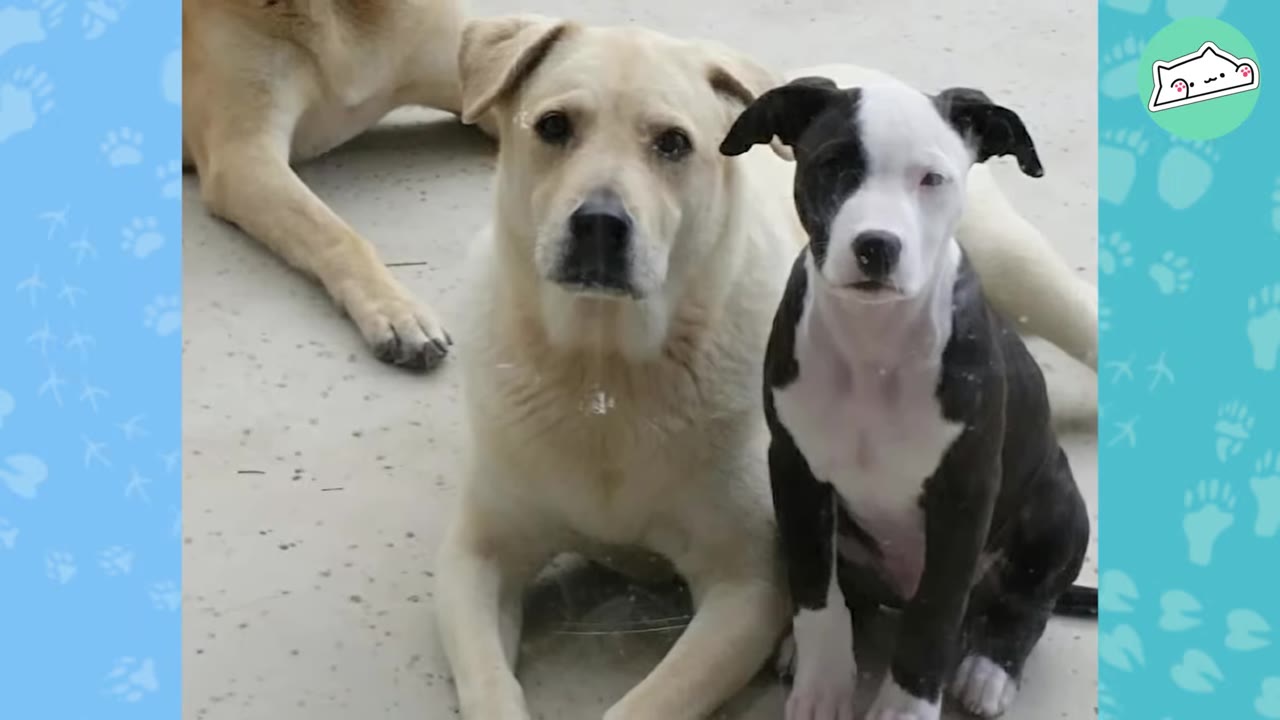 A light-colored dog lies down next to a black and white puppy sitting upright, both looking towards the camera.