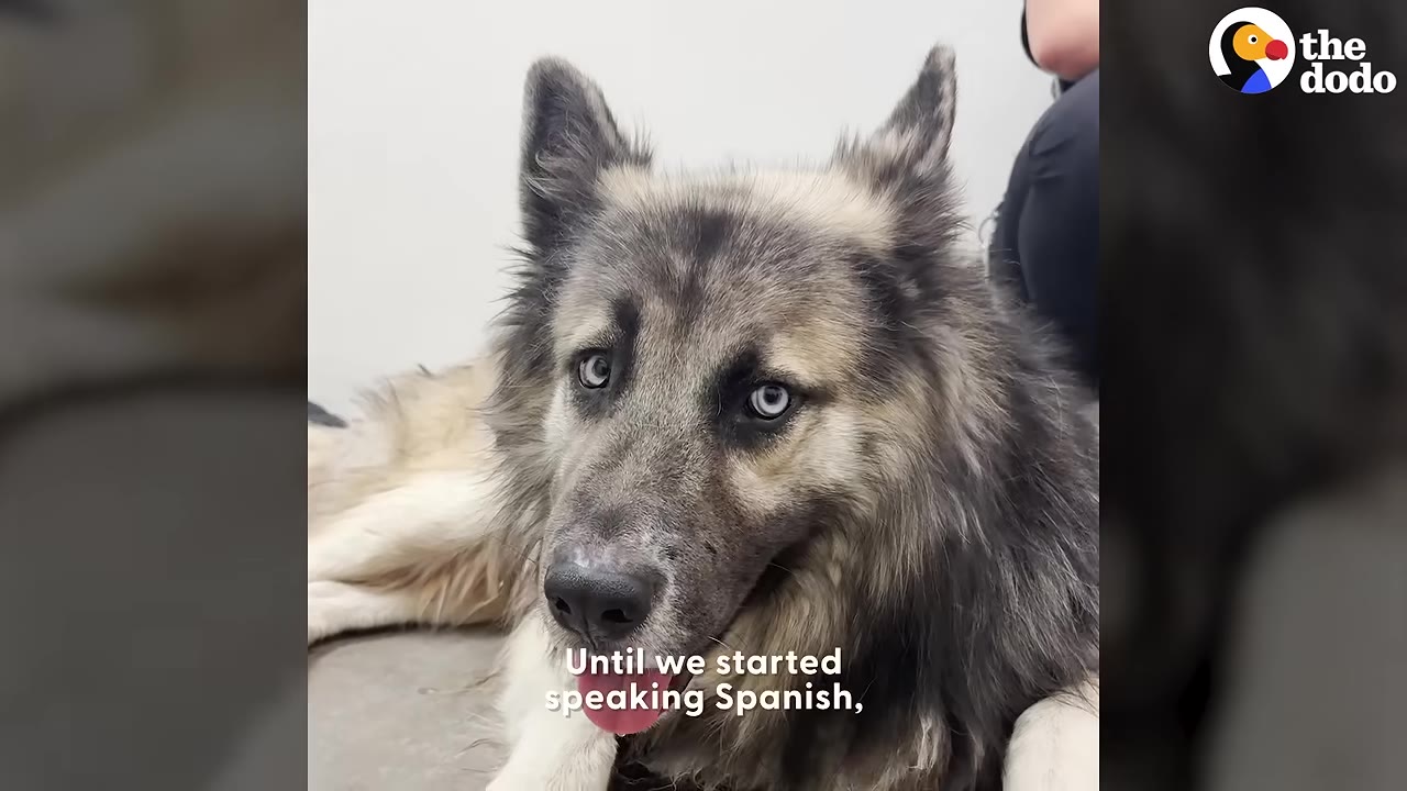 A fluffy, grey and tan dog with striking light blue eyes lies down with a timid and sad expression.