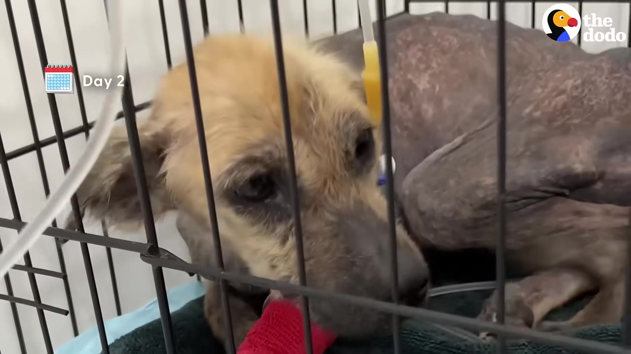 A small, scruffy dog with patches of missing fur lies inside a metal cage at a clinic, with an IV line visible and a 'Day 2' calendar graphic in the corner.