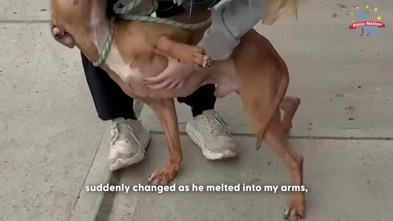 A brown dog leaning its body against a person's legs and arms on a concrete sidewalk.