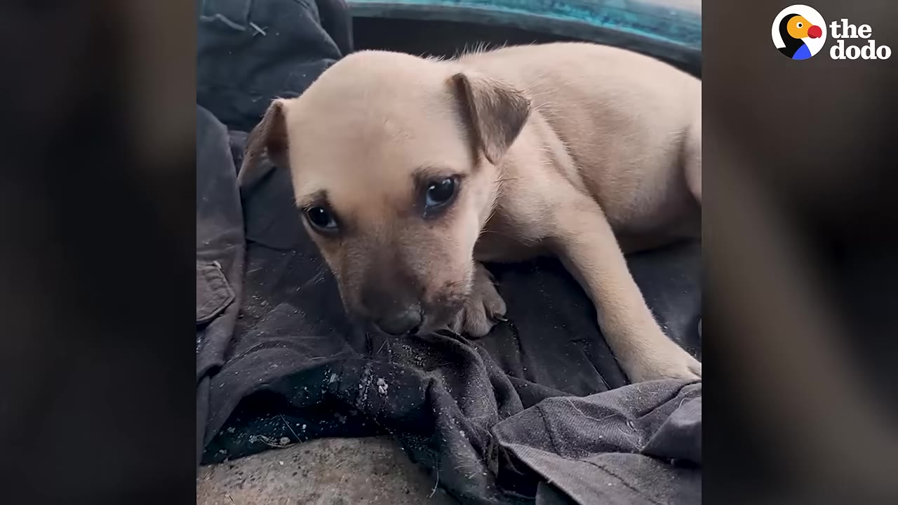 A close-up of a small tan puppy lying down on a dark cloth, looking directly at the camera with sad eyes.