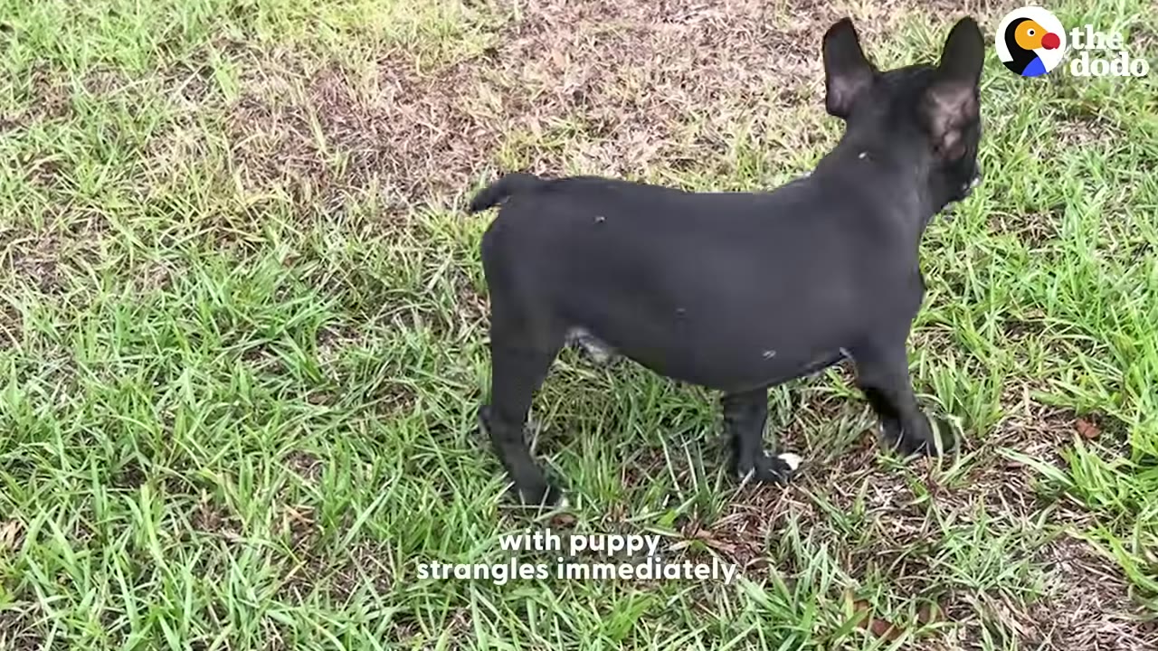 A small black French Bulldog puppy stands on green grass.
