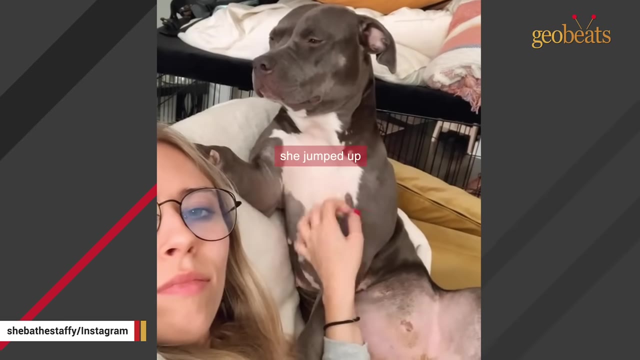 A woman with glasses lies next to a grey and white pit bull-type dog, gently petting its chest as the dog sits upright beside her.