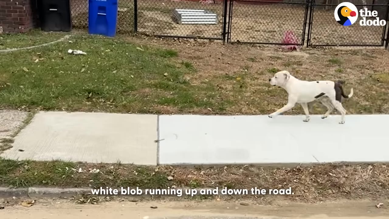 A white dog with a dark patch on its back walks along a concrete sidewalk next to a grassy yard.