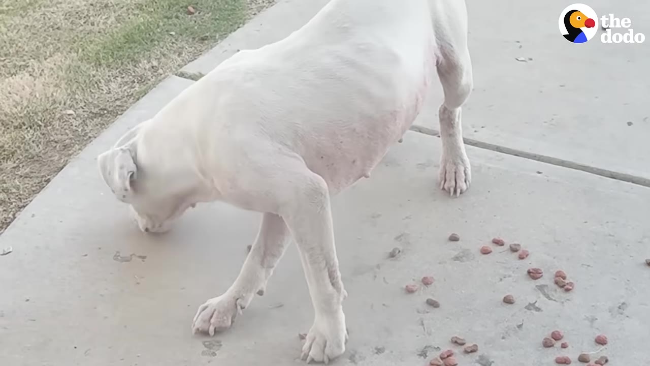 A thin white dog stands on a concrete sidewalk, sniffing and eating pieces of kibble scattered on the ground.
