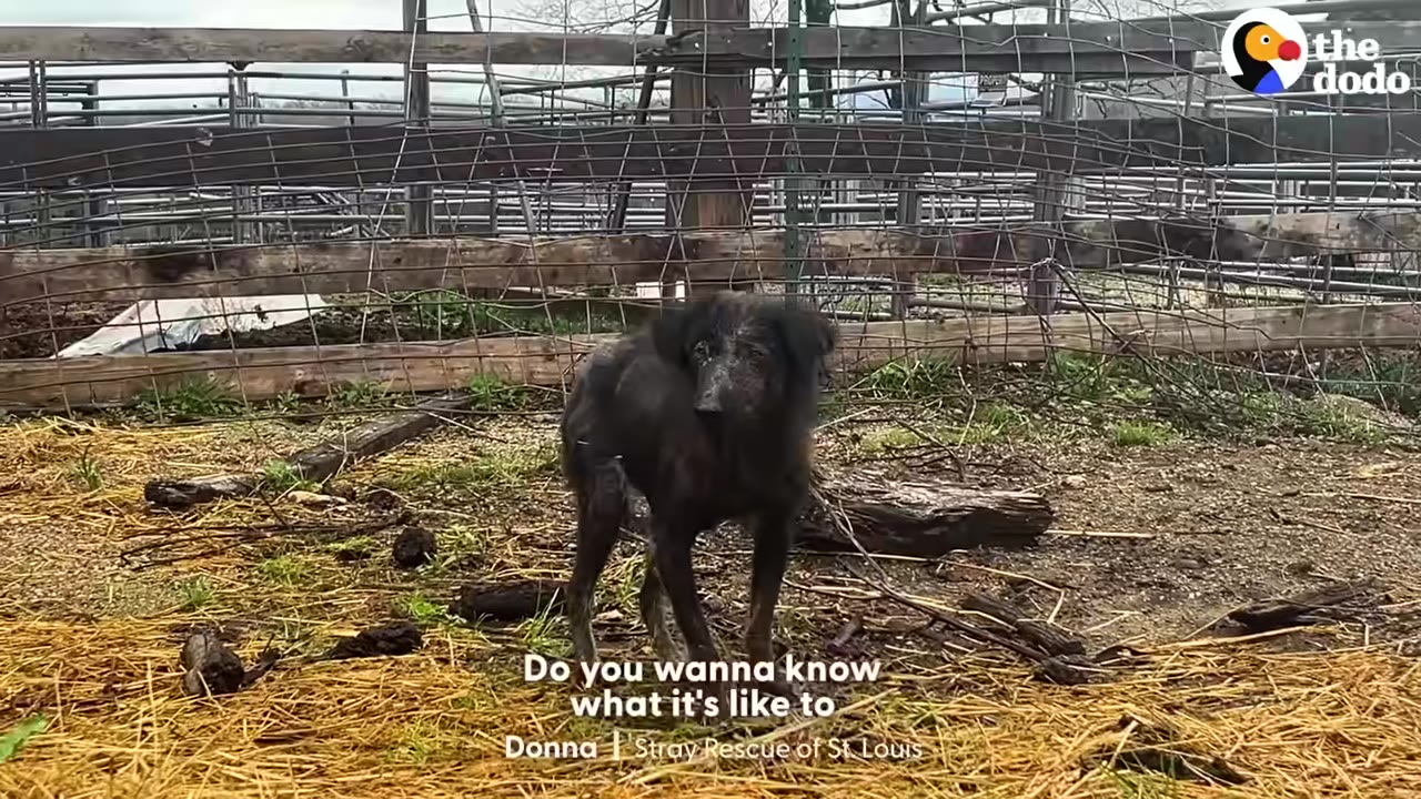 A black dog stands in a fenced enclosure with straw on the ground, looking forward.