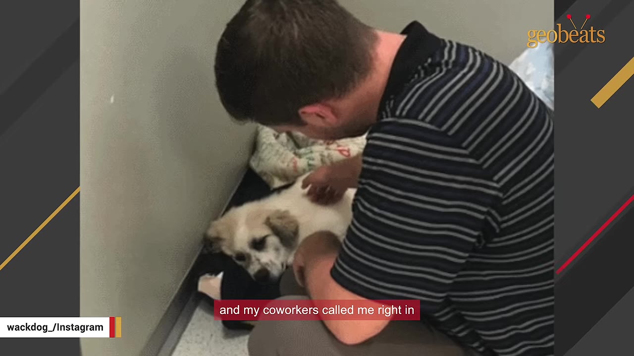 A man in a striped shirt kneels on the floor of a clinic to pet a small white and brown puppy lying on a blanket.