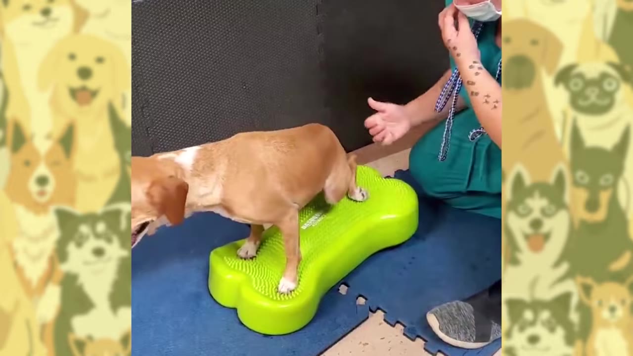 A small brown and white dog stands on a bright green, bone-shaped balance pad during a physical therapy session, assisted by a veterinary professional in green scrubs.