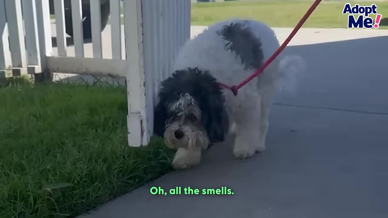 A small black and white dog on a red leash walks past a white wooden fence onto a concrete path next to green grass.