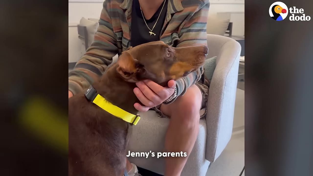 A brown Doberman dog named Jenny rests her head in the hands of her foster father, who is sitting in an armchair.