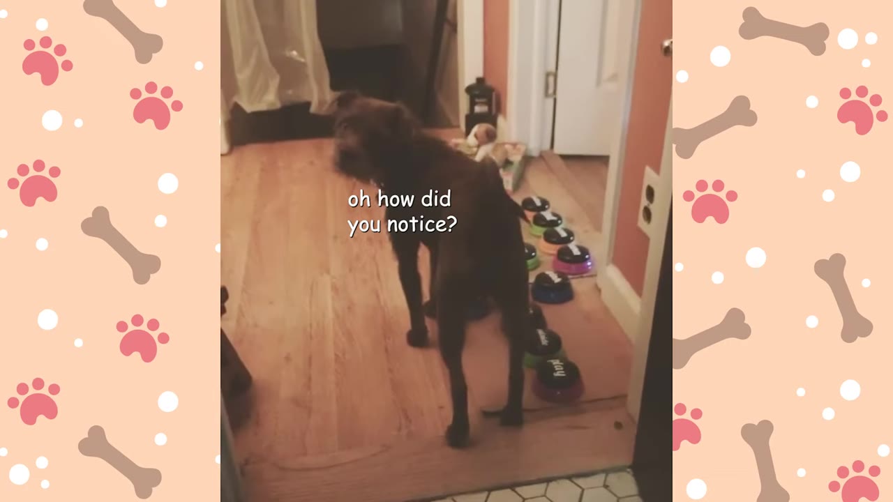 A small dark brown dog stands on a wooden floor next to a row of colorful recordable sound buttons.