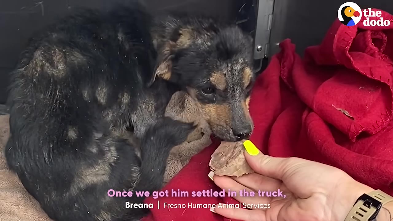 A small, black and tan dog with severe fur loss and patchy skin sits on a brown blanket next to a red blanket, gently eating a piece of food from a person's hand.
