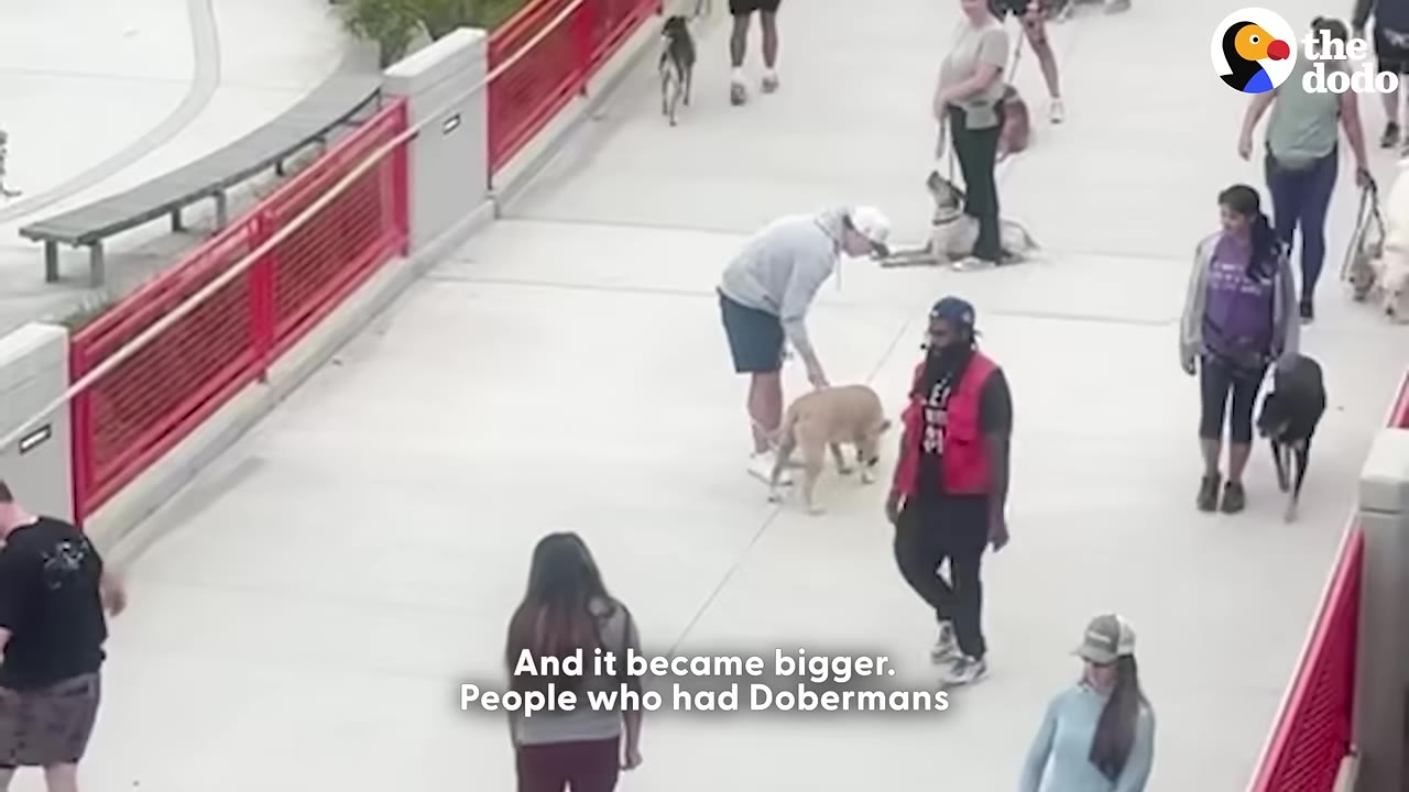 An overhead shot of several people walking their dogs along a wide concrete pathway, with text on screen reading 'And it became bigger. People who had Dobermans'.