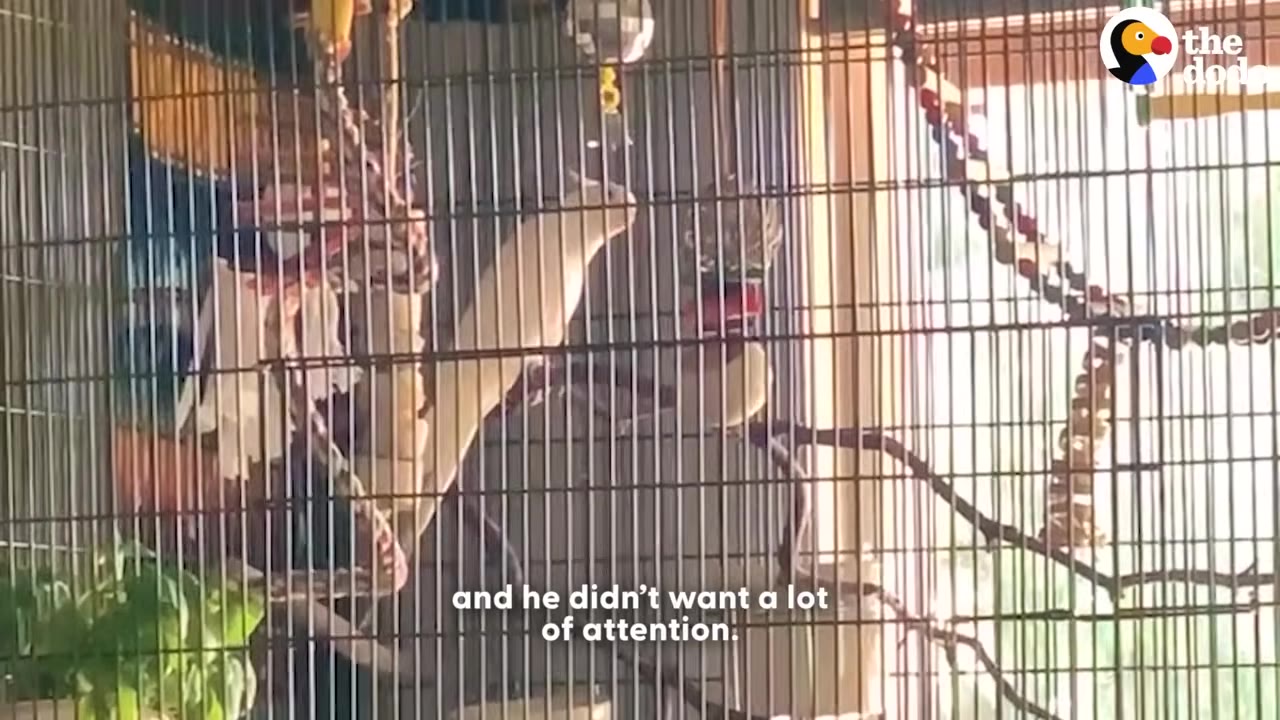 A white cockatiel stands inside a large cage behind metal bars, looking away from the camera.