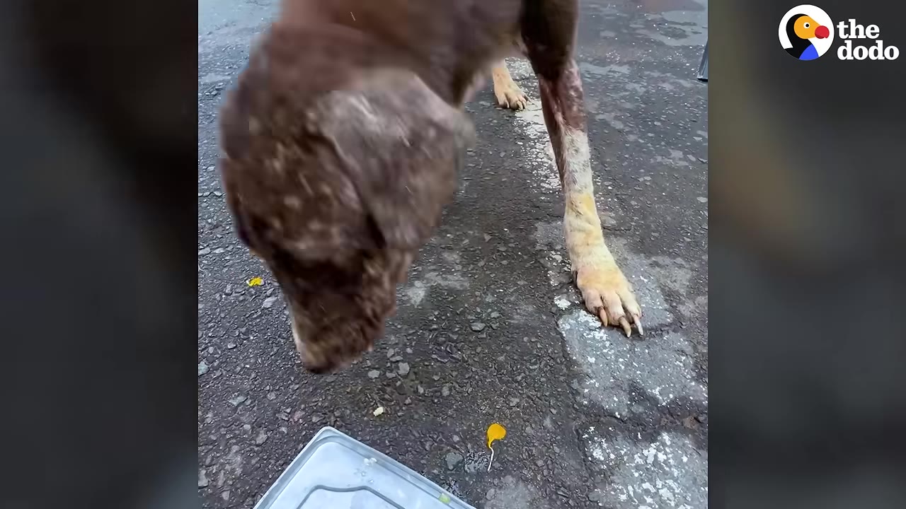 A close-up of a brown dog with severe hair loss and raw, irritated skin on its front leg and head, standing on asphalt.