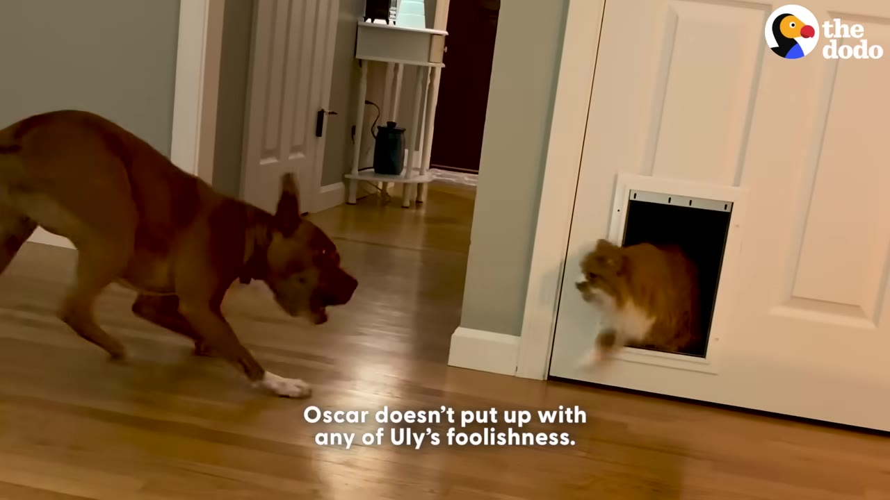 A brown dog leans down playfully on a wooden floor towards a fluffy orange and white cat peeking out of a small cat door in a white door.
