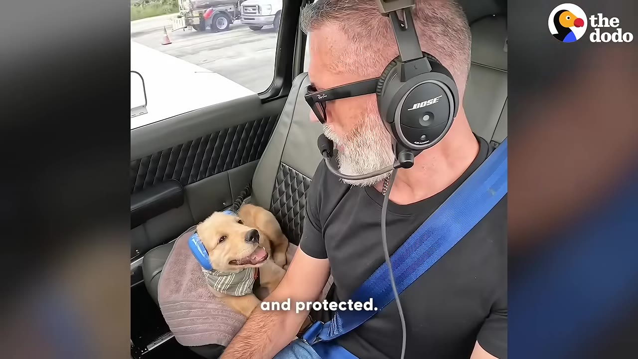 A golden retriever puppy wearing blue noise-canceling earmuffs sits in the cockpit of a plane next to a man wearing an aviation headset.