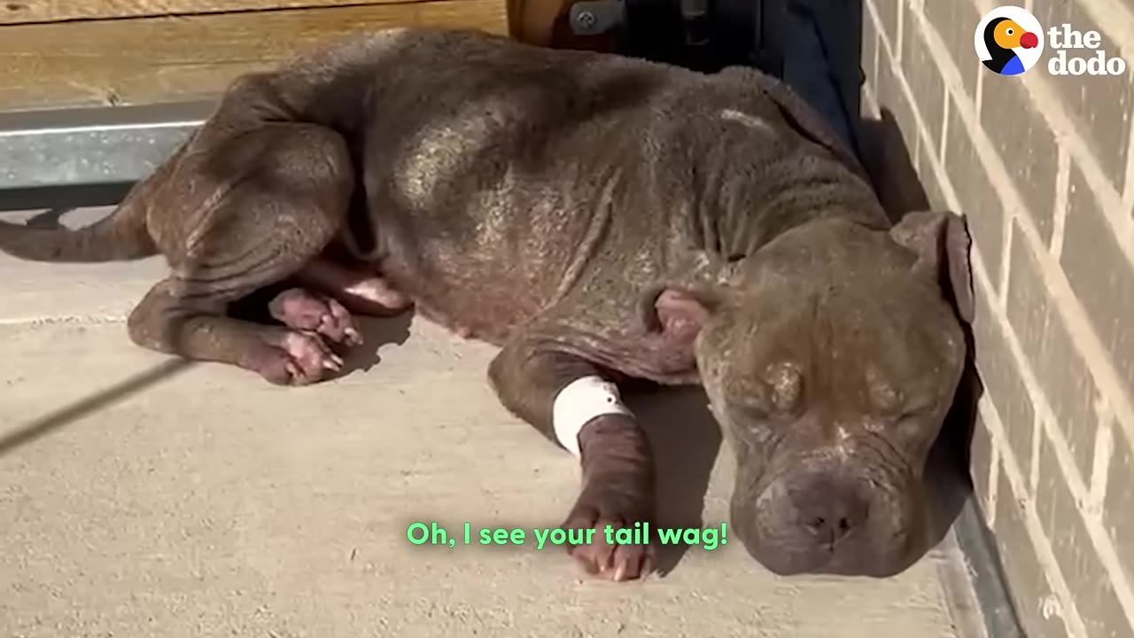 A thin, brown dog with skin issues lies curled up on a concrete walkway against a brick wall, looking weak and exhausted.
