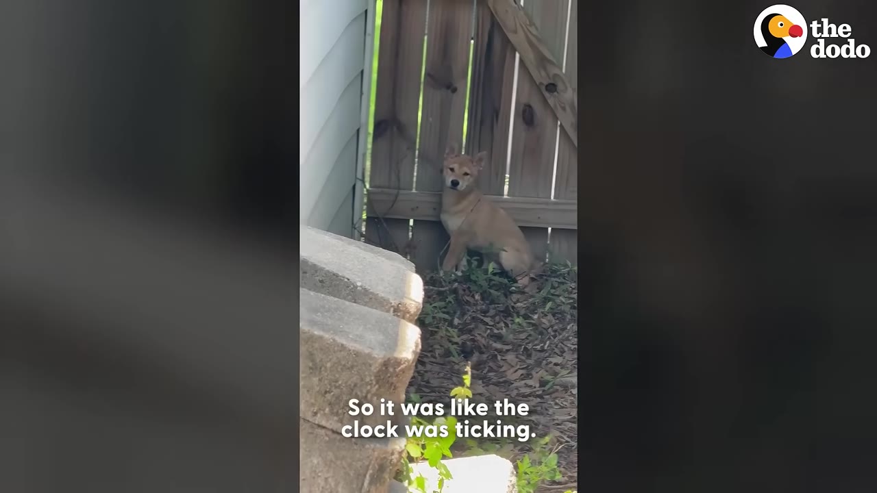 A small tan puppy sits nervously in a corner of a yard against a wooden fence, with text overlay reading 'So it was like the clock was ticking.'