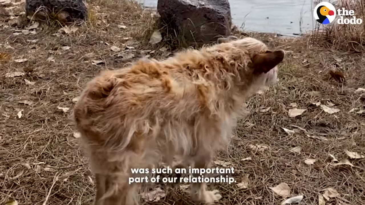 A scruffy, light brown dog stands on a grassy riverbank near the water.