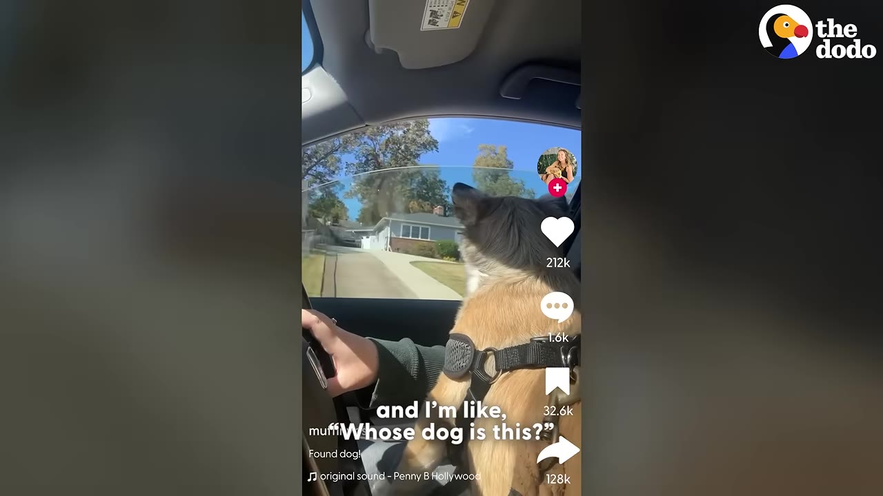 A small brown and black dog sits in the passenger seat of a car, looking out the window as a person drives.