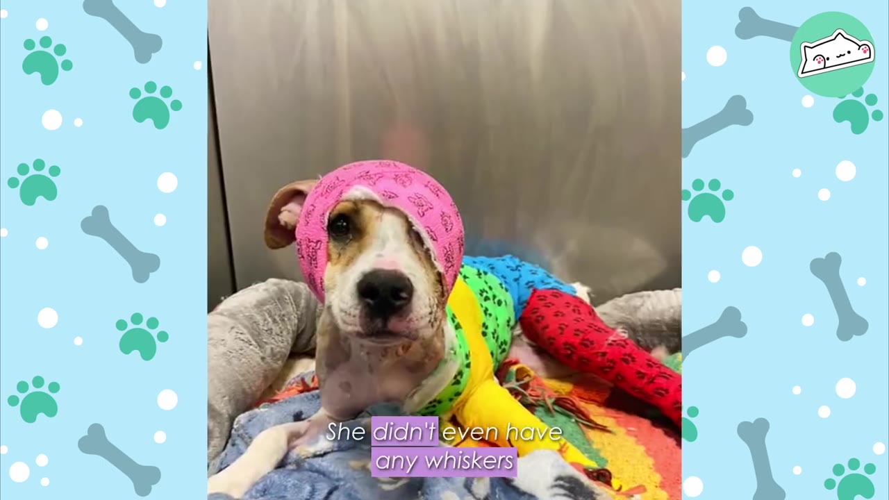 A dog with a pink bandage wrapped around its head and colorful bandages on its body sits in a bed, with text overlay reading 'She didn't even have any whiskers'.