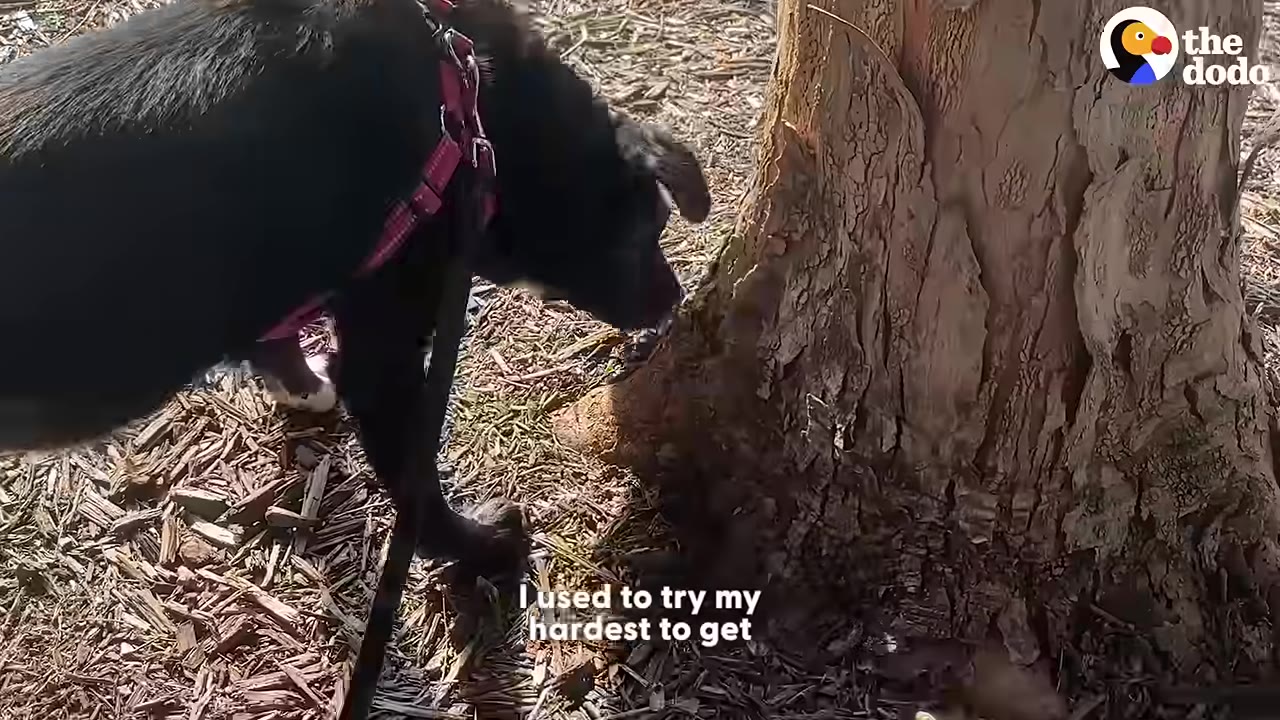 A black dog wearing a pink harness sniffs the base of a large tree trunk.