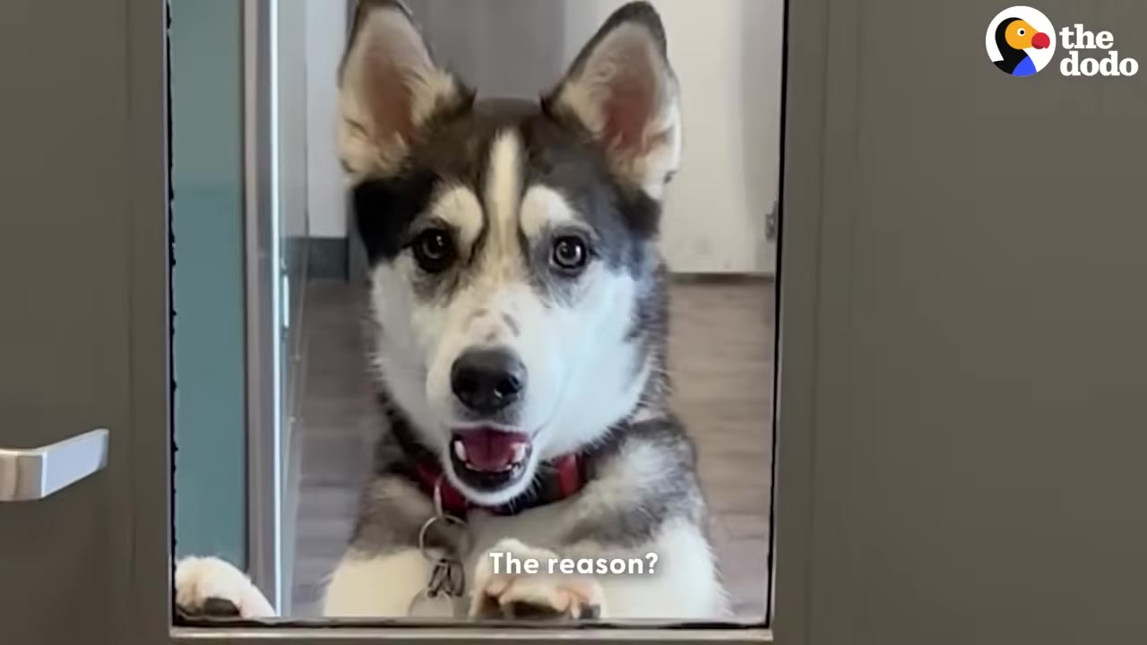 A black and white husky dog looks through a glass door with its front paws resting on the frame.