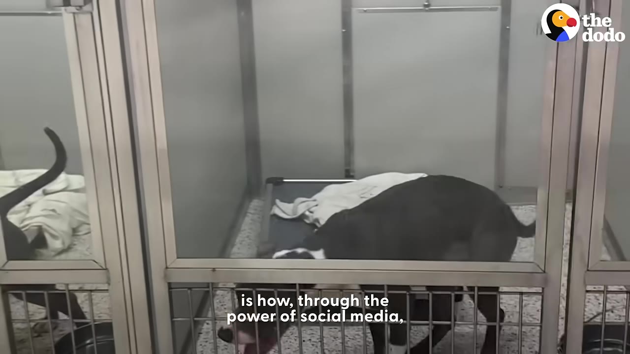 A gray and white pit bull stands inside a metal and glass shelter kennel with a cot and blanket in the background.