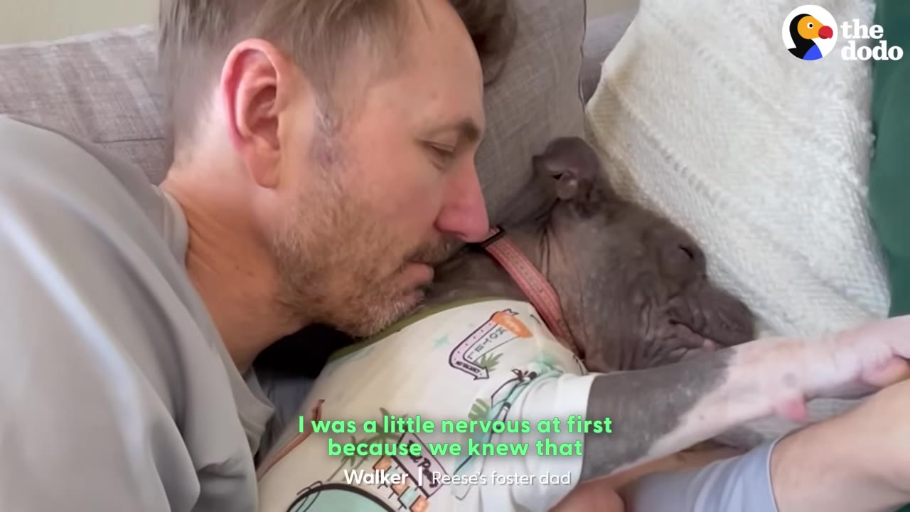 A man cuddles close to a gray dog wearing a patterned shirt as they rest together on a couch.