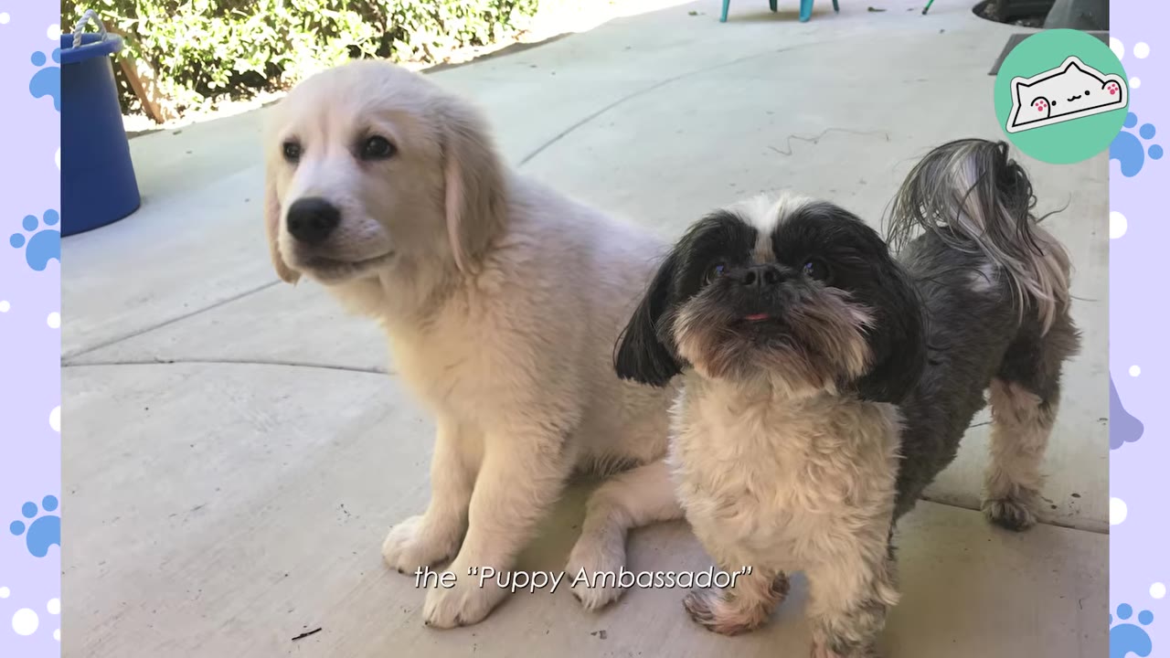 A golden retriever puppy sitting next to a small black and white Shih Tzu on a concrete patio.