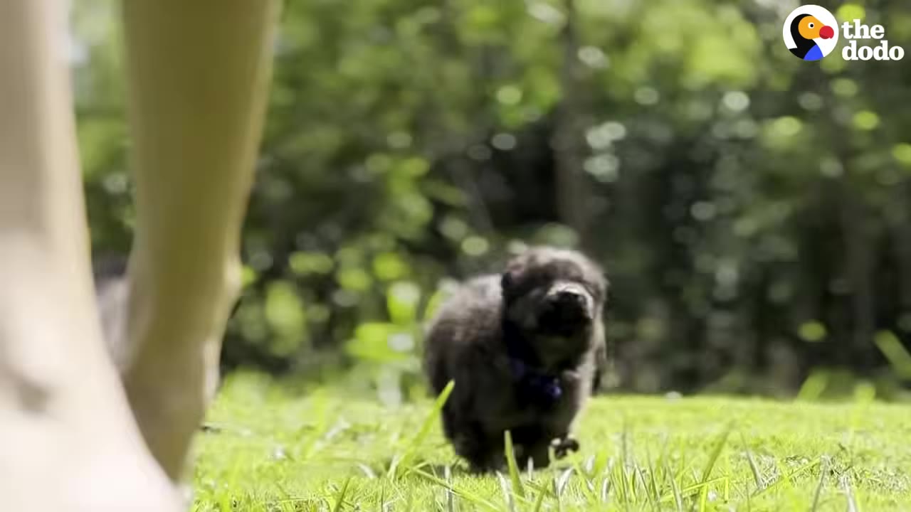 A small black puppy runs on green grass towards a person's legs, which are visible in the foreground.