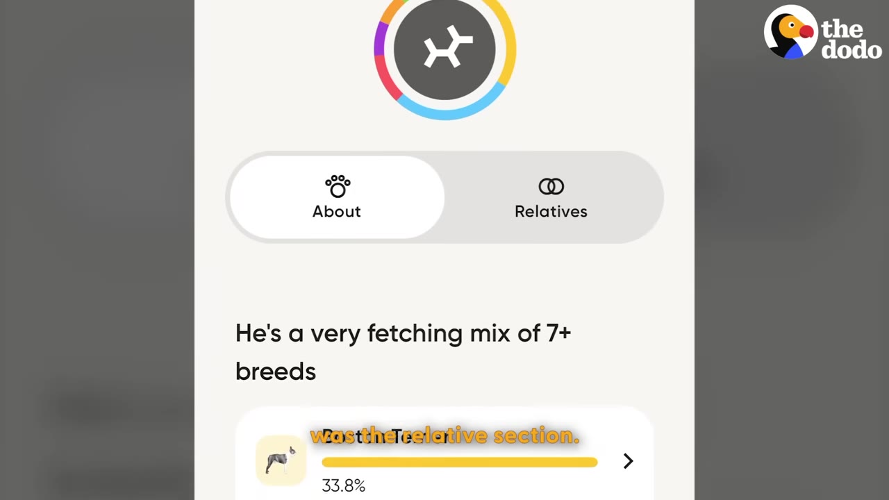 A screenshot of a dog's DNA results page showing a colorful breed breakdown wheel and the text 'He's a very fetching mix of 7+ breeds'.