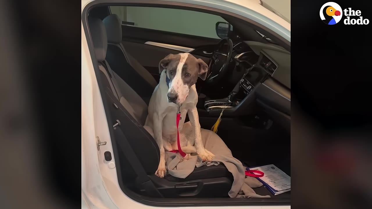 A thin, white and grey dog with a red leash sits on the passenger seat of a white car with the door open.