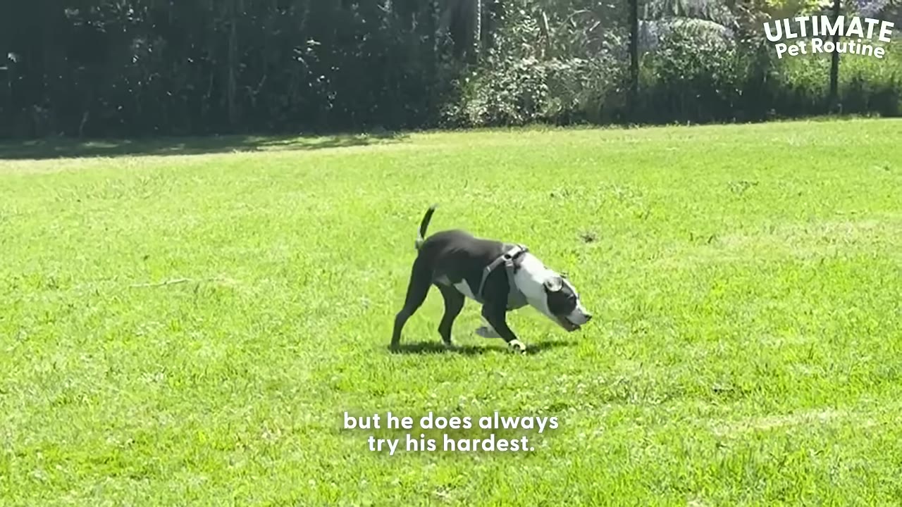 A black and white dog wearing a harness walks on a grassy field with trees in the background.