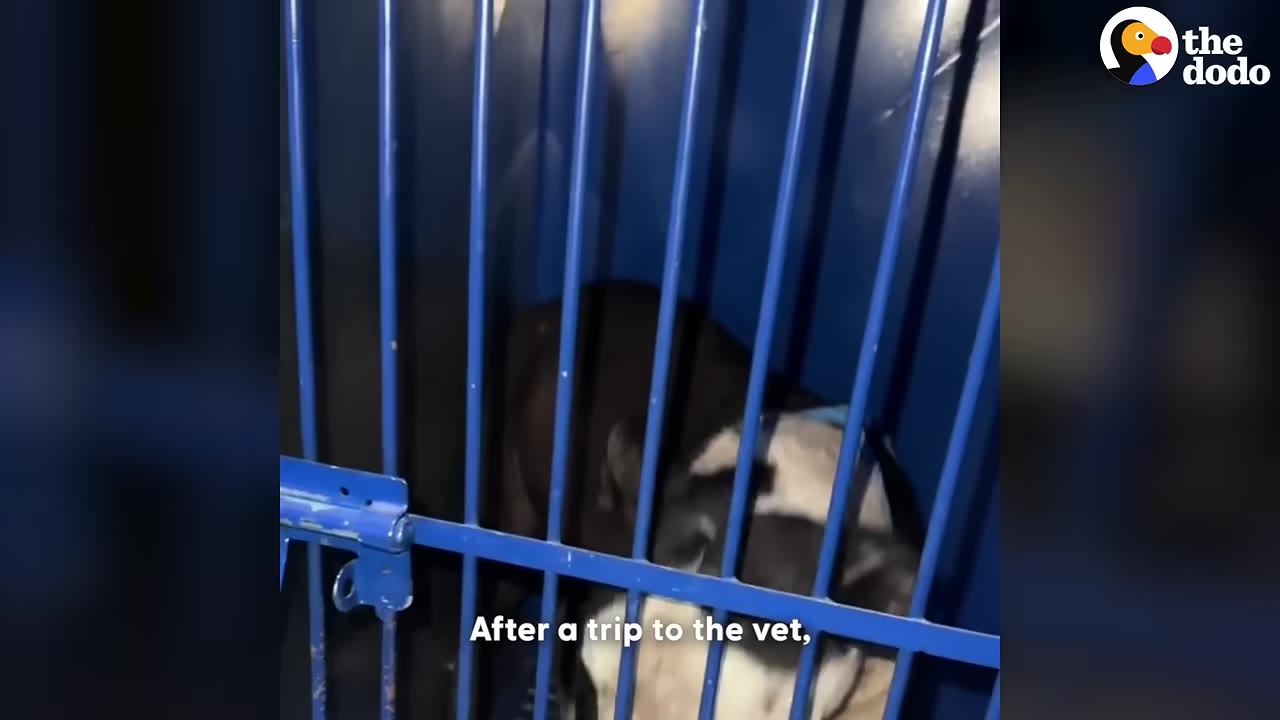 A black and white dog inside a blue metal cage with text overlay reading 'After a trip to the vet,'.