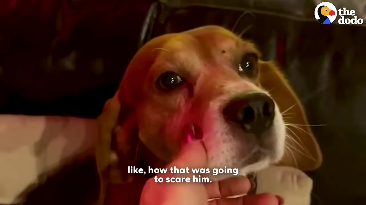 A close-up of a brown and white beagle looking anxious and wide-eyed as a hand gently touches its face.