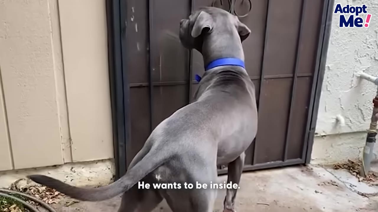 A grey dog with a blue collar stands outside, facing a closed dark metal door as if waiting to be let inside.