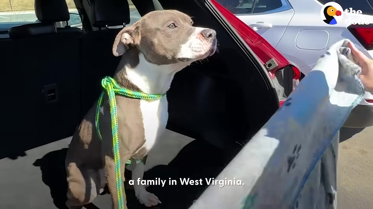 A gray and white pit bull-type dog with a green and yellow rope leash sits in the open trunk of a red car, looking off to the side.