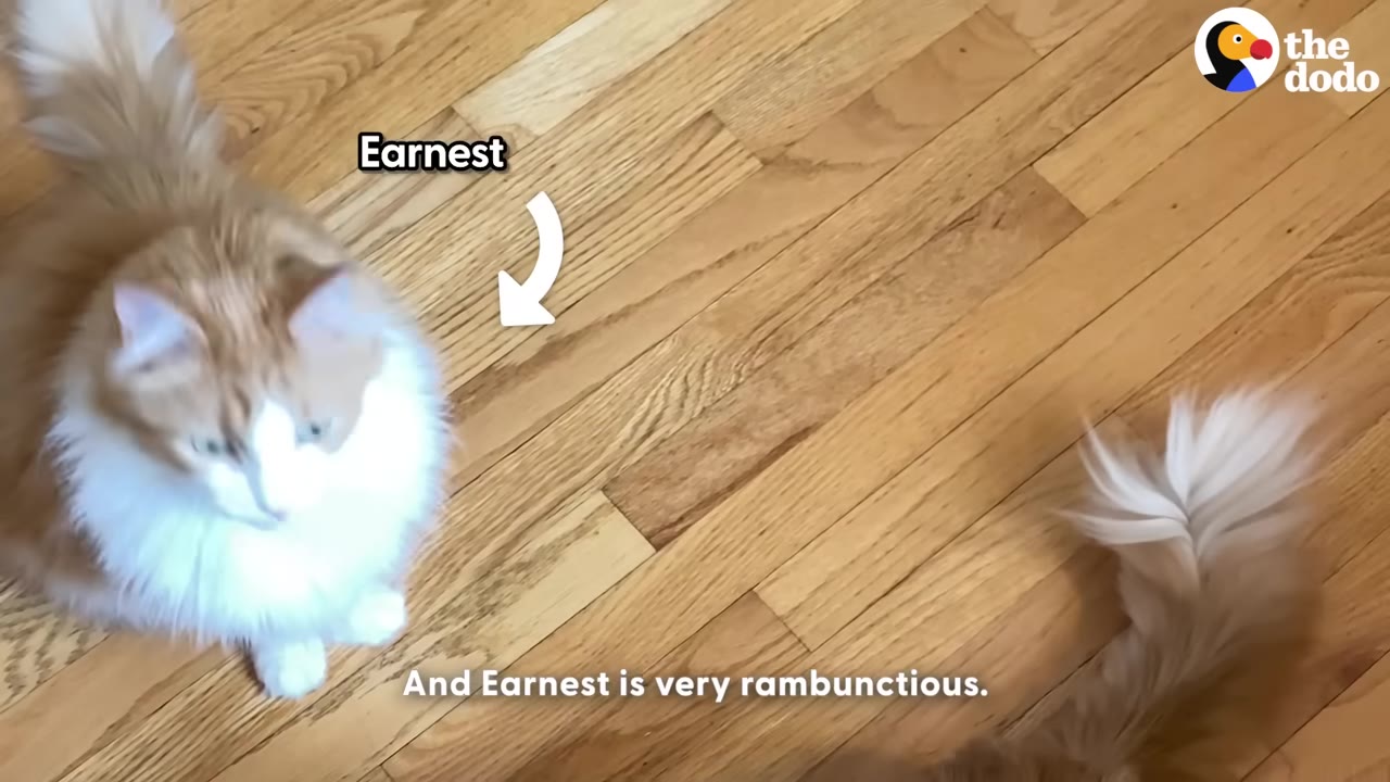 A fluffy orange and white cat named Earnest sits on a wooden floor, looking down.