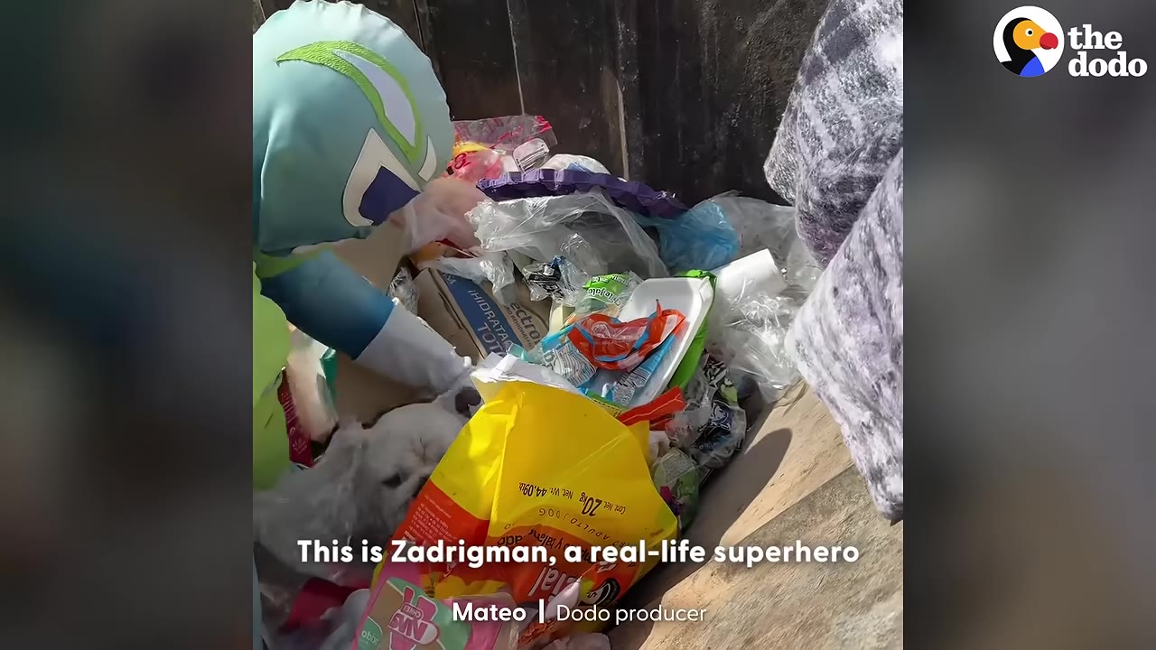 A person dressed in a green and blue superhero costume with a mask reaches into a dumpster filled with trash to rescue a small white dog.