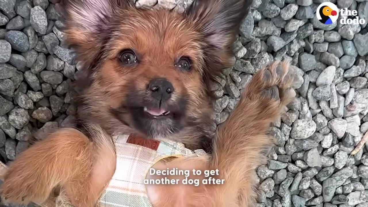 A small brown puppy wearing a plaid harness lies on its back on grey pebbles, looking up with wide eyes.