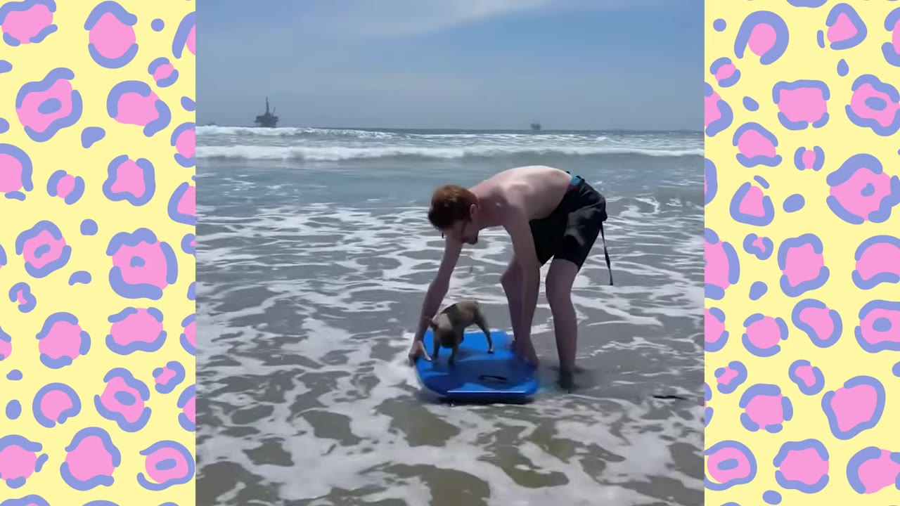 A man in swim trunks stands in shallow ocean water, helping a small French bulldog balance on a blue bodyboard.