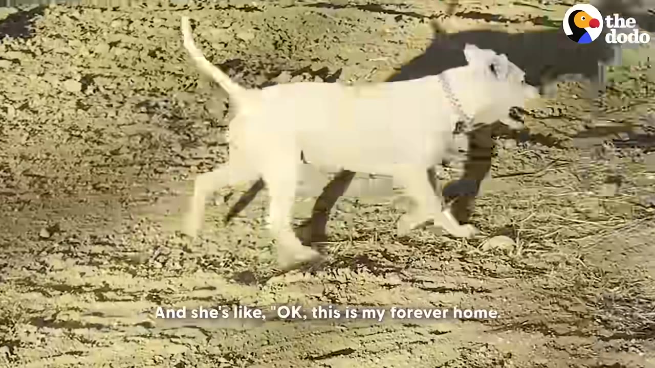 A white dog walks across a dirt field with a caption that reads, 'And she's like, "OK, this is my forever home."'