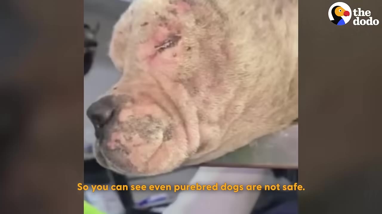 A close-up of a light-colored dog's face showing skin irritation and scabbing around its eyes and muzzle.
