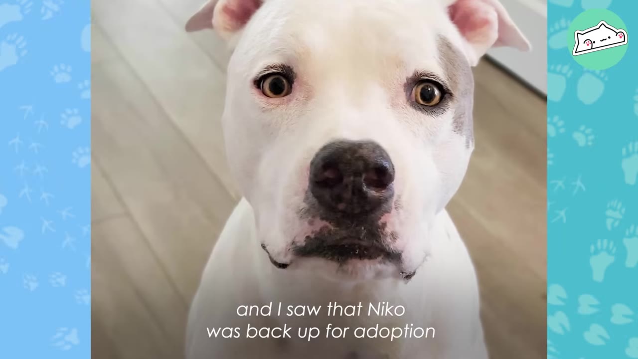 A close-up of a white dog with a dark patch over its left eye looking directly at the camera, with text overlay reading 'and I saw that Niko was back up for adoption'.