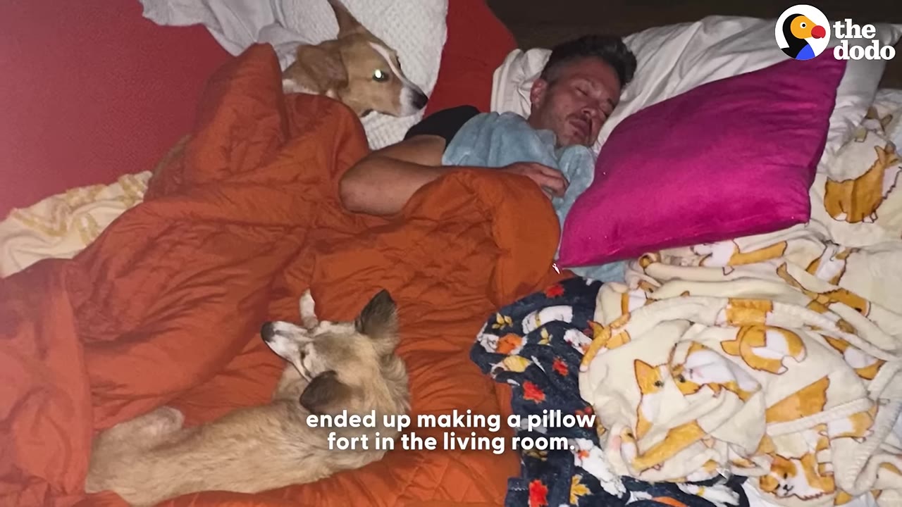 A man sleeping in a cozy setup of blankets and pillows on the floor, surrounded by two dogs.