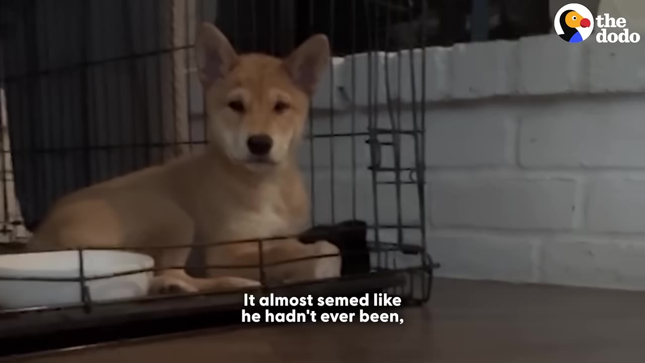A tan puppy sits inside a wire kennel, looking directly at the camera with a cautious and confused expression.
