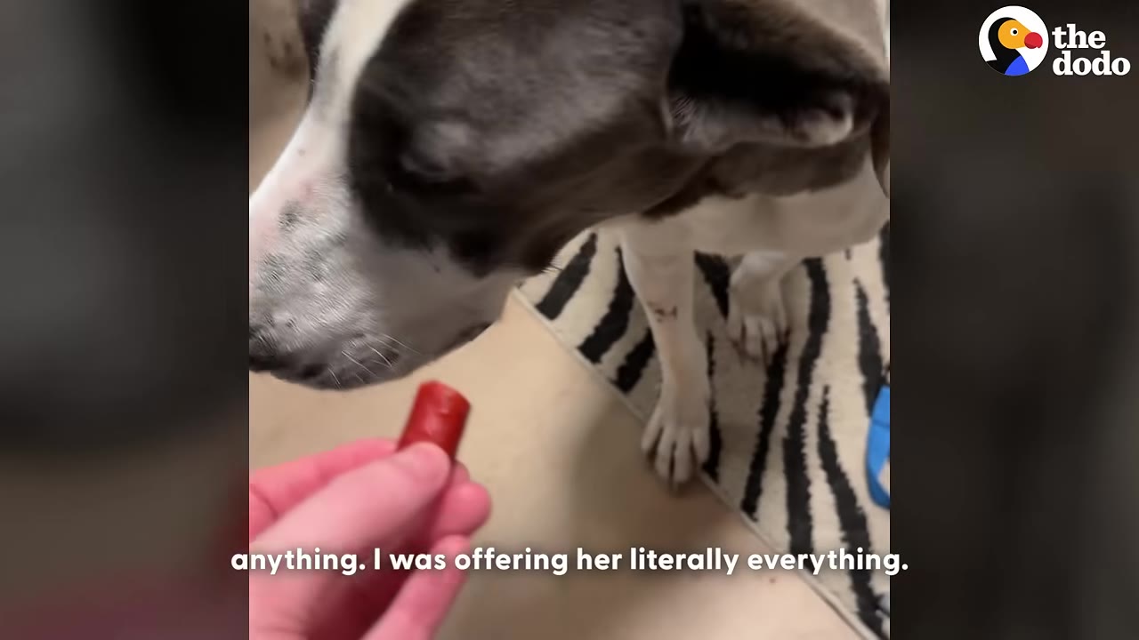 A hand holding out a small piece of red sausage to a black and white dog who is looking down at it.