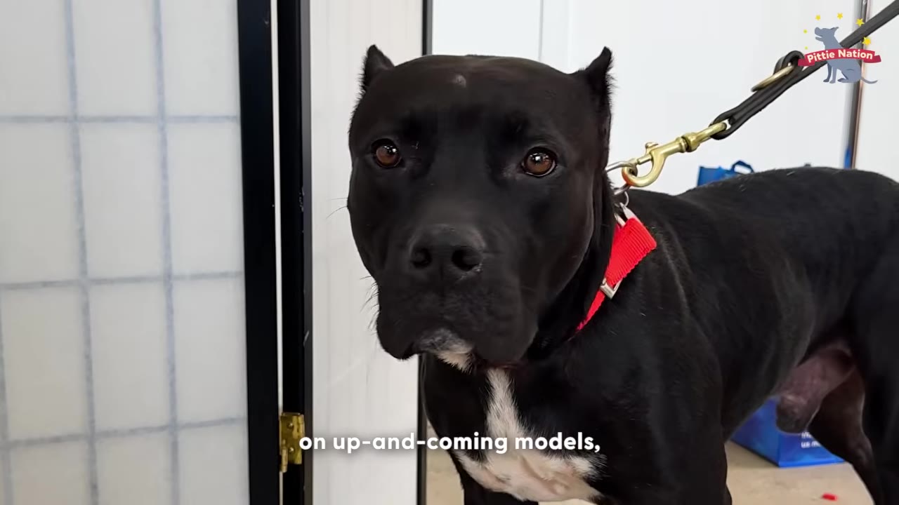 A close-up shot of a black pit bull-type dog with a red collar and a leash, looking directly into the camera lens.